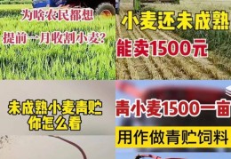 [小麦买给谁更贵一些]青麦卖的比成熟的都贵!1500元一亩谁在高价收青小麦？｜卖的｜成熟