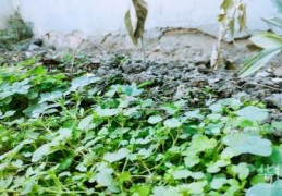 [宅基地使用权是集体的还是个人的]宅基地使用权一般只有农民集体成员才能取得吗